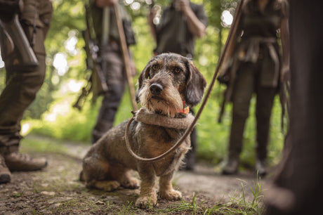 Bücher über Jagdhunde – Trainingsmethoden, Pflege und Praxiswissen für die Jagd