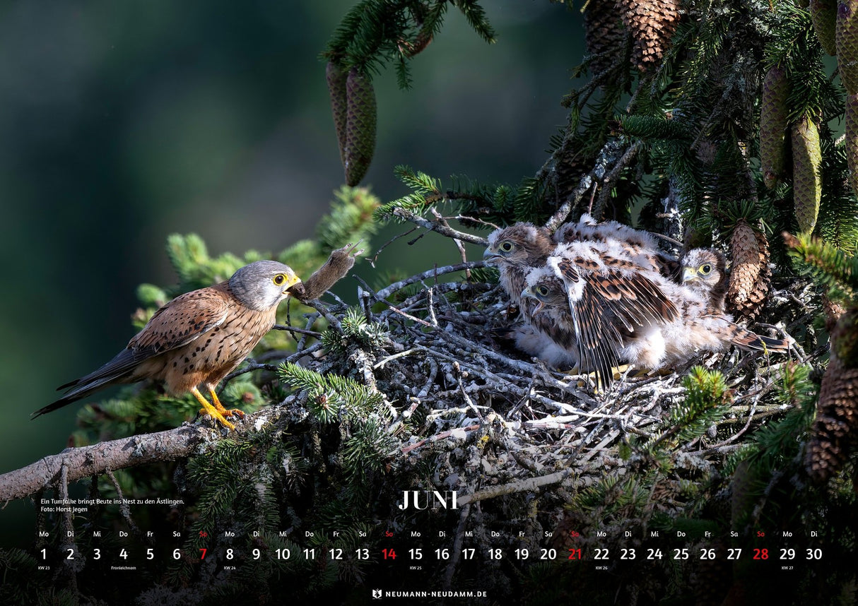 kalender 2026 greifvoegel