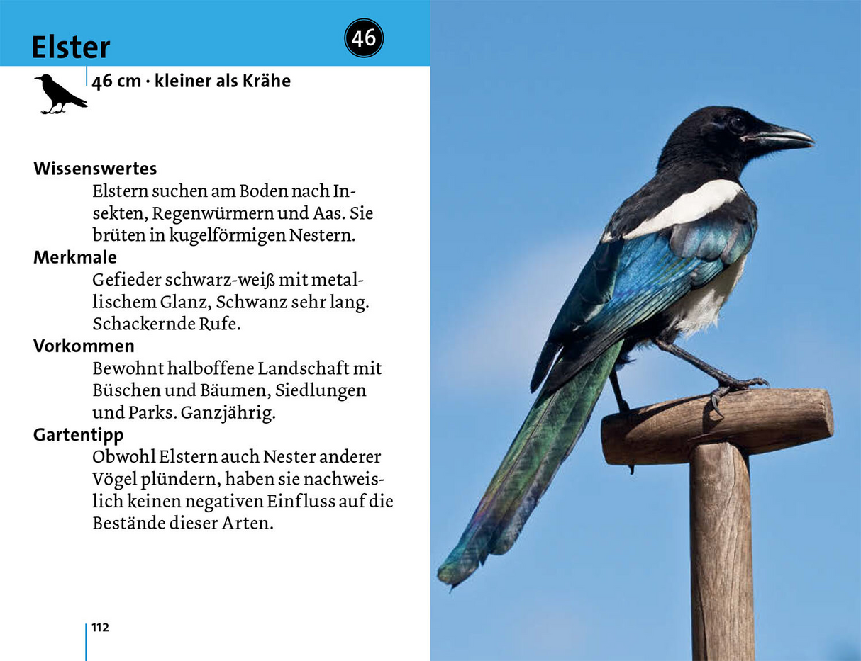 Alle Vögel sind schon da - Elster