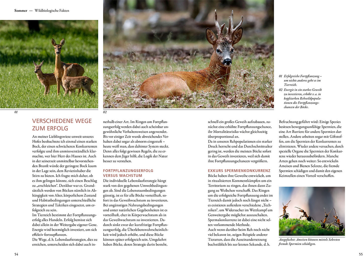 Auf Rehe jagen: Mit Herz und Verstand