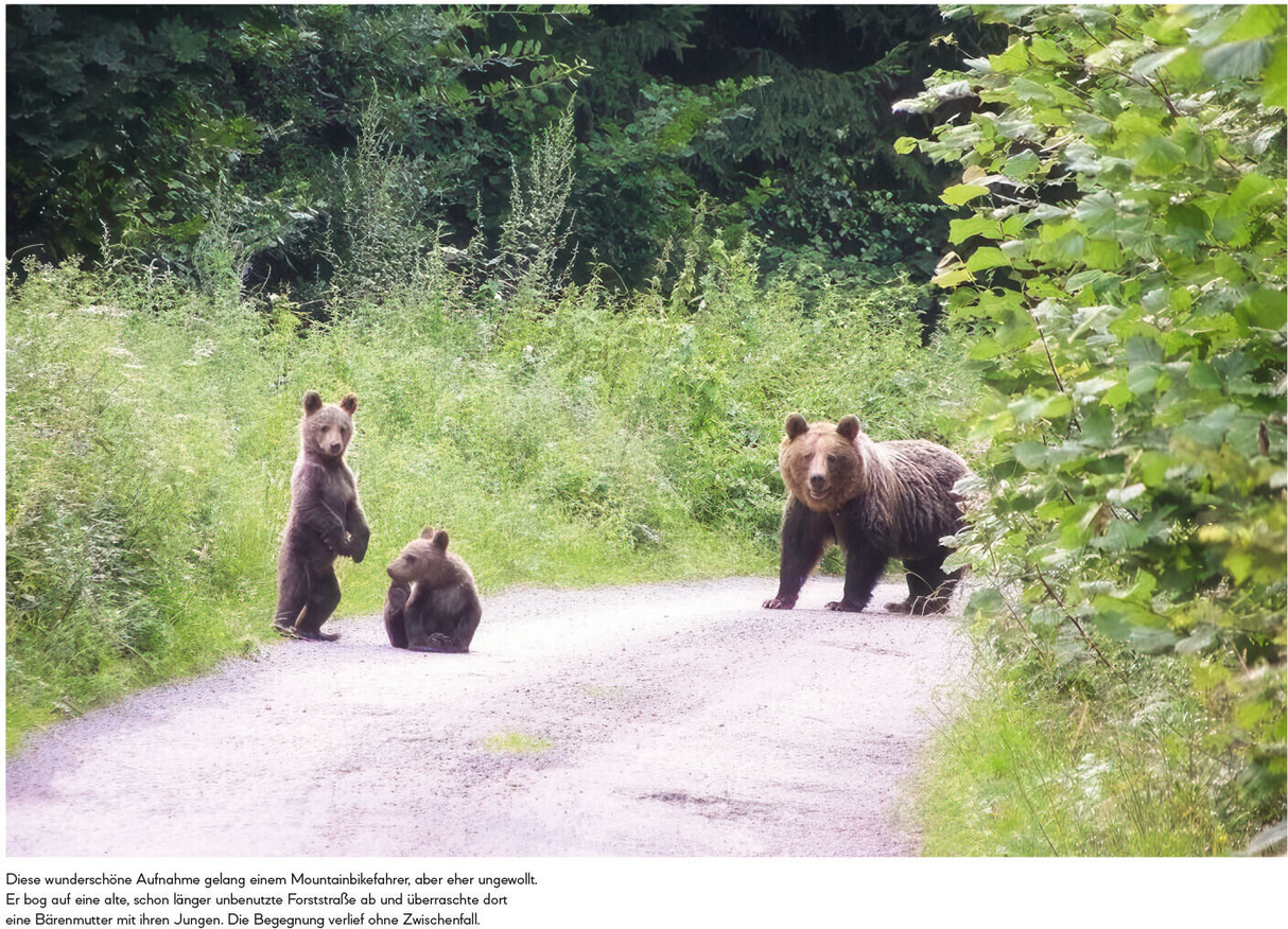 Botschafter des Waldes - Baerenfamilie