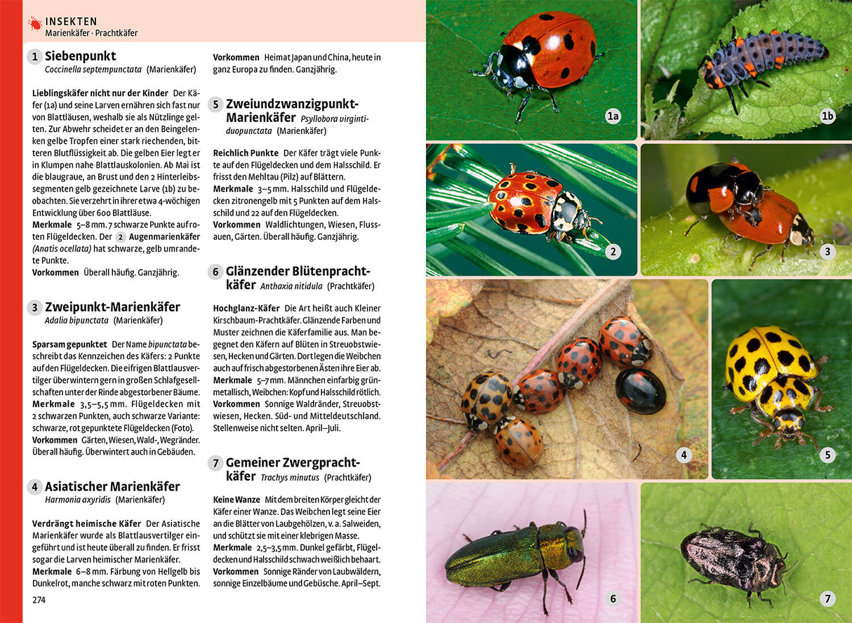 Kosmos Naturfuehrer Insekten