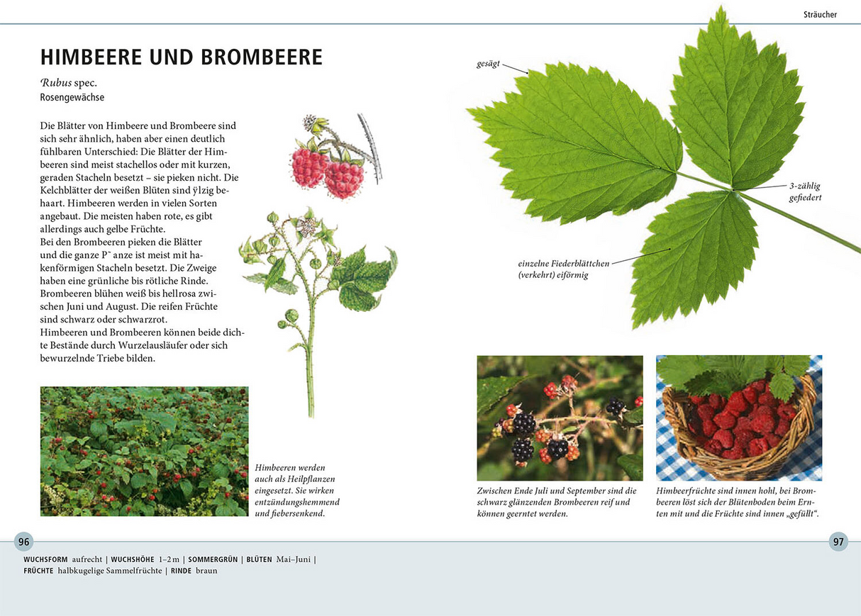 Bäume am Blatt erkennen - Himbeere und Brombeere