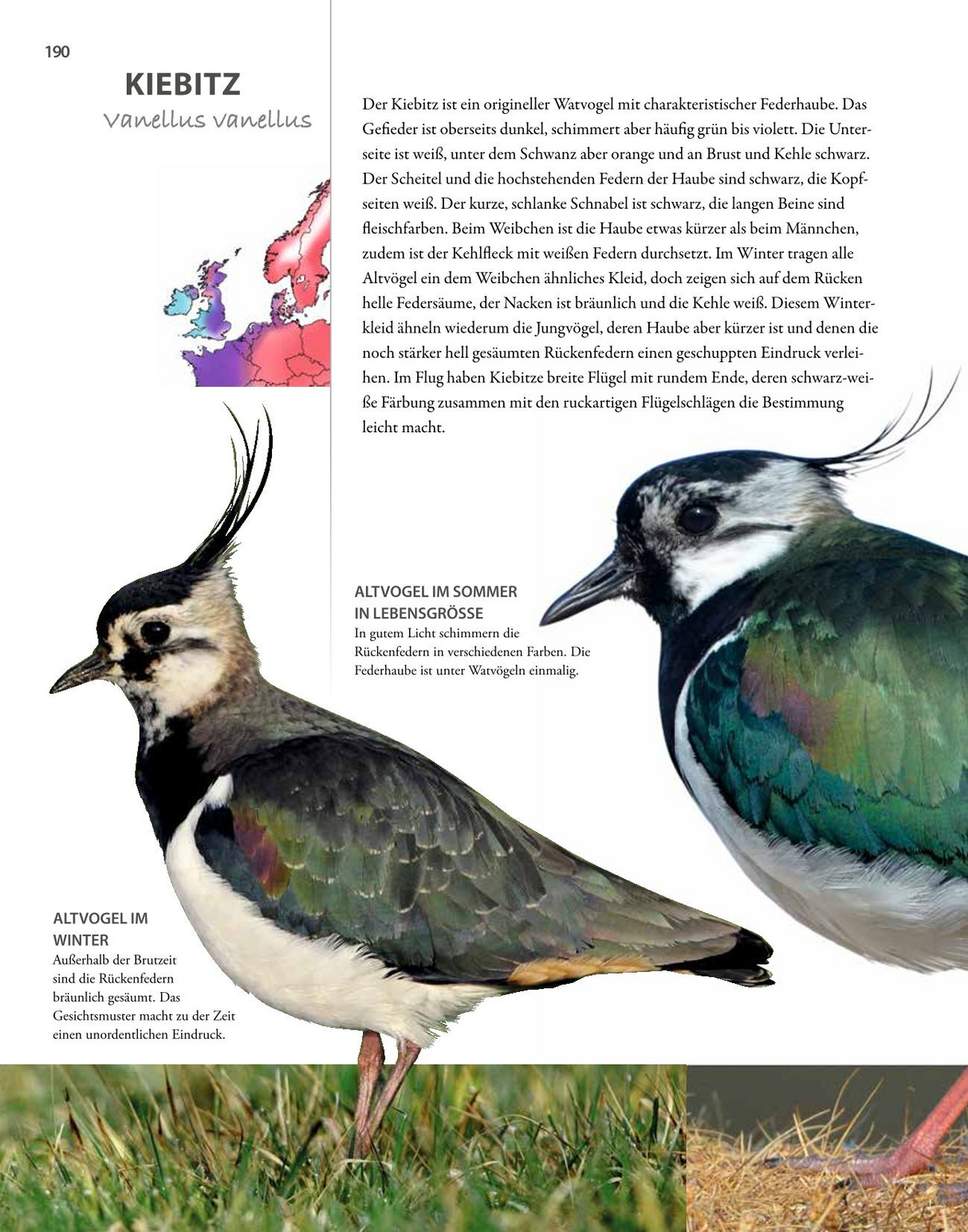 Kiebitz Steckbrief