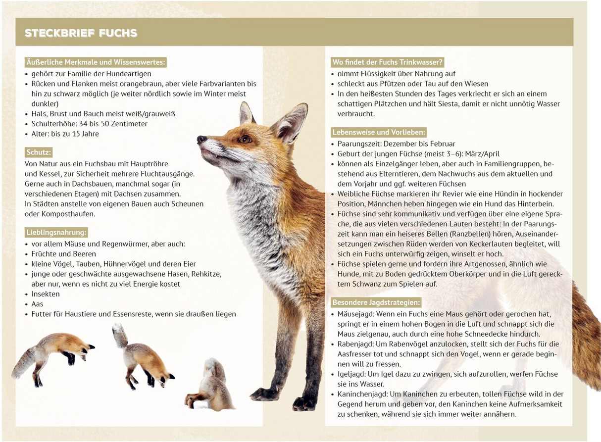 Waldgeheimnisse - Steckbrief, Fuchs