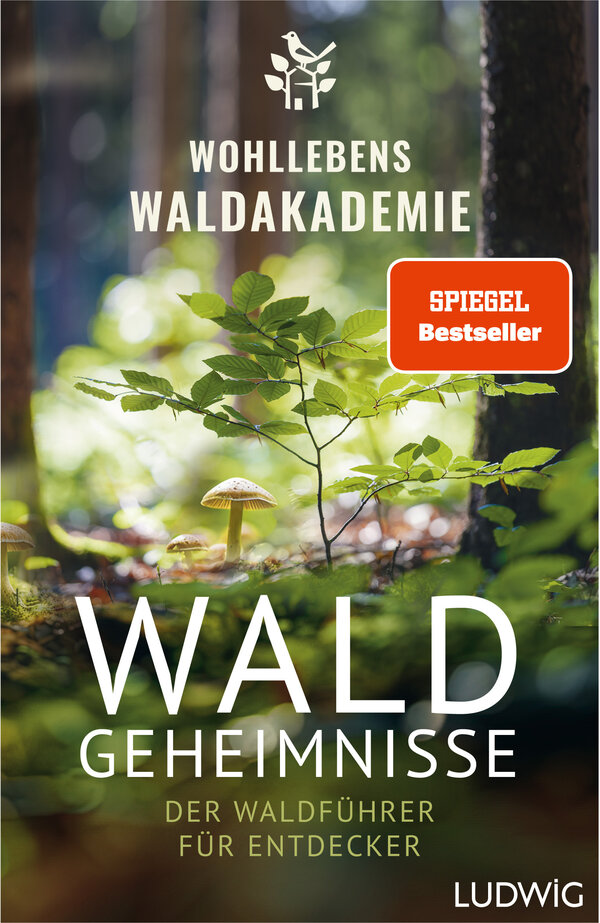 Wohllebens Waldakademie - Waldgeheimnisse