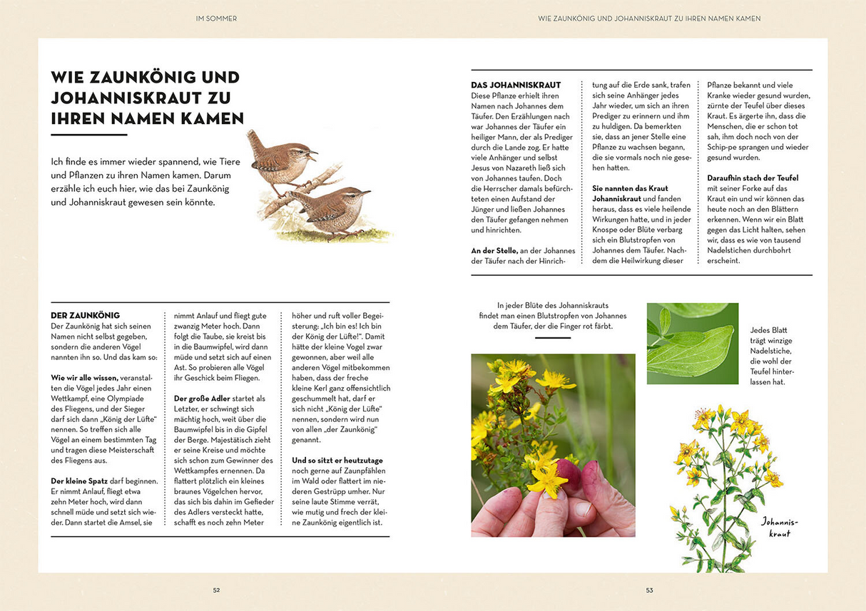 Waldglück - Johanniskraut und Zaunkönig