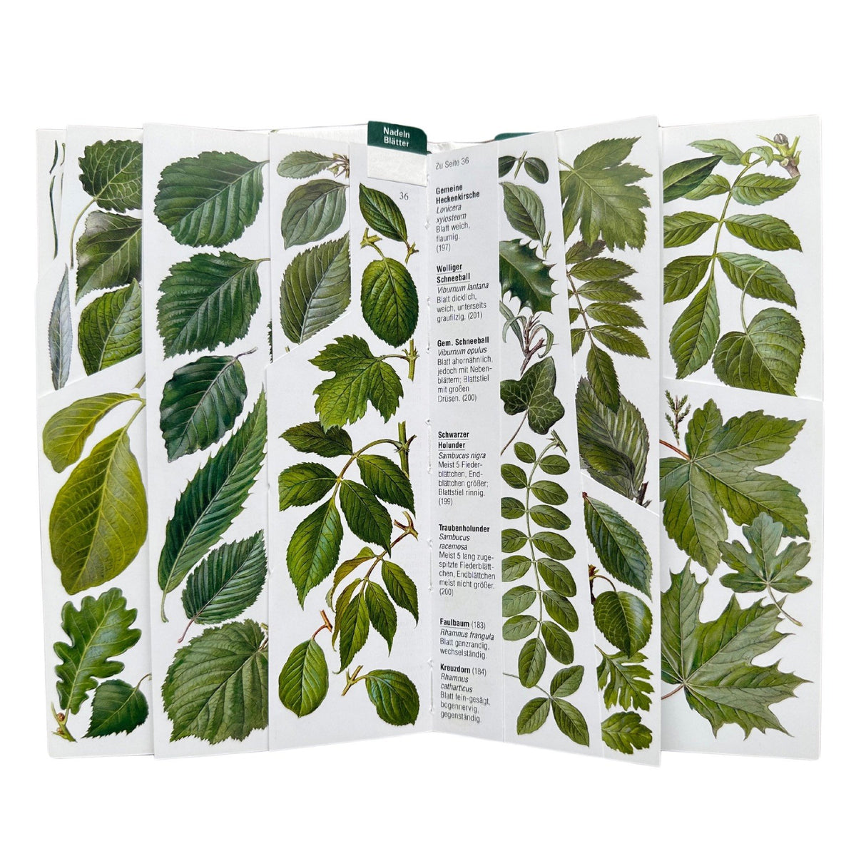 Baeume und Straeucher Blaetter