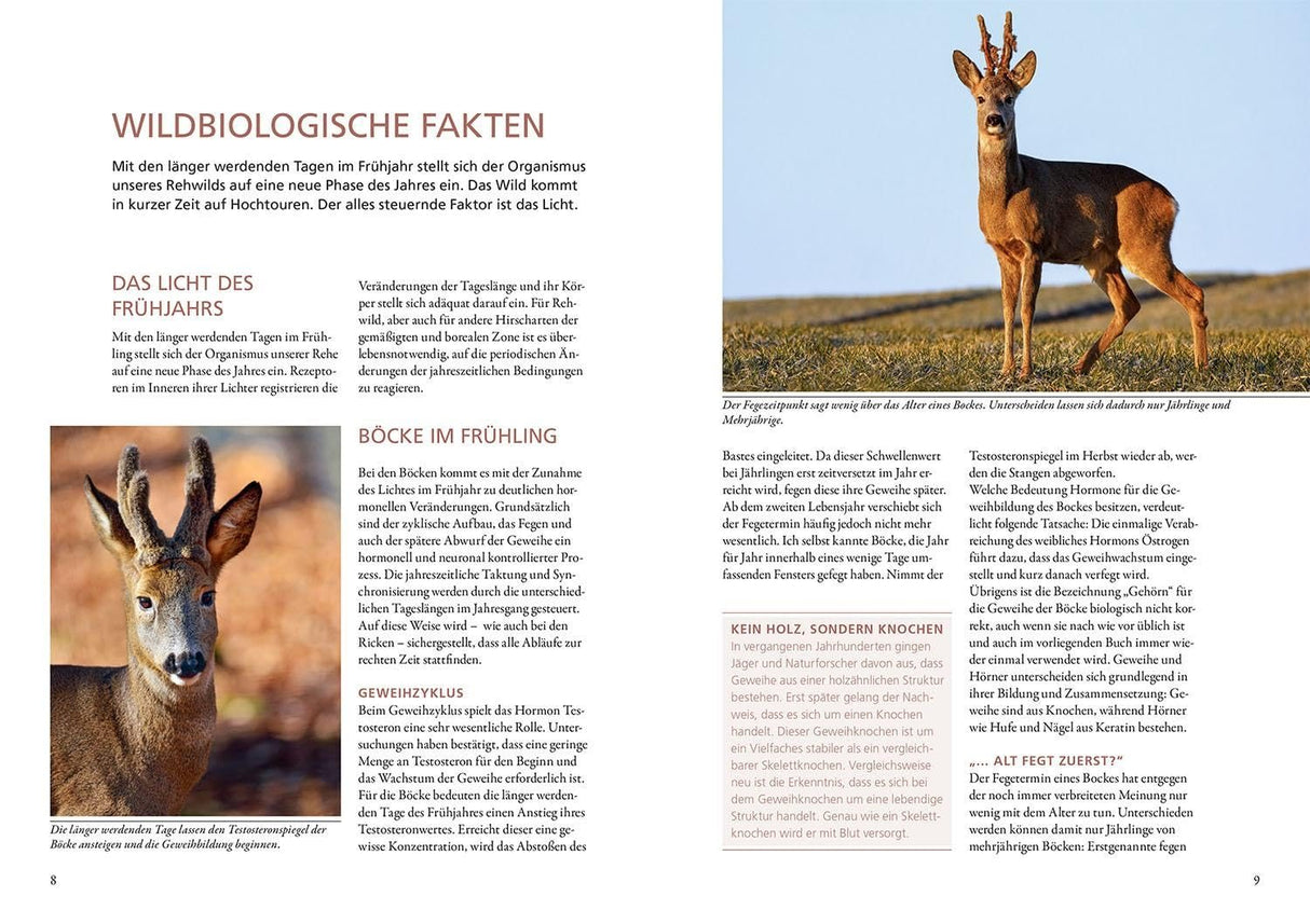 Rehe bejagen Kosmos Jagdbuch