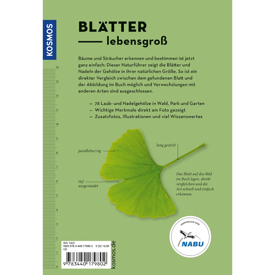 Bäume am Blatt erkennen - Blätter lebensgroß