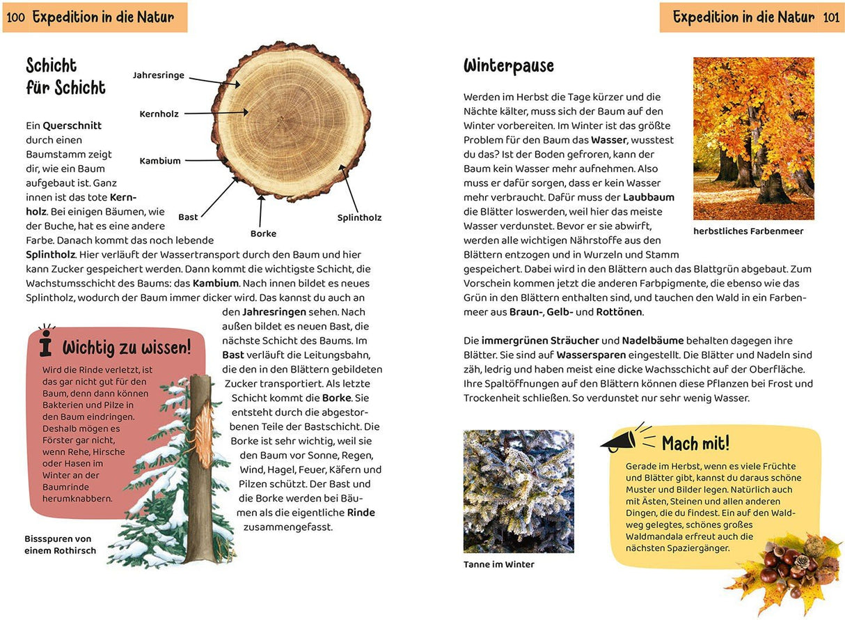 Baeume erkennen mit Kindern