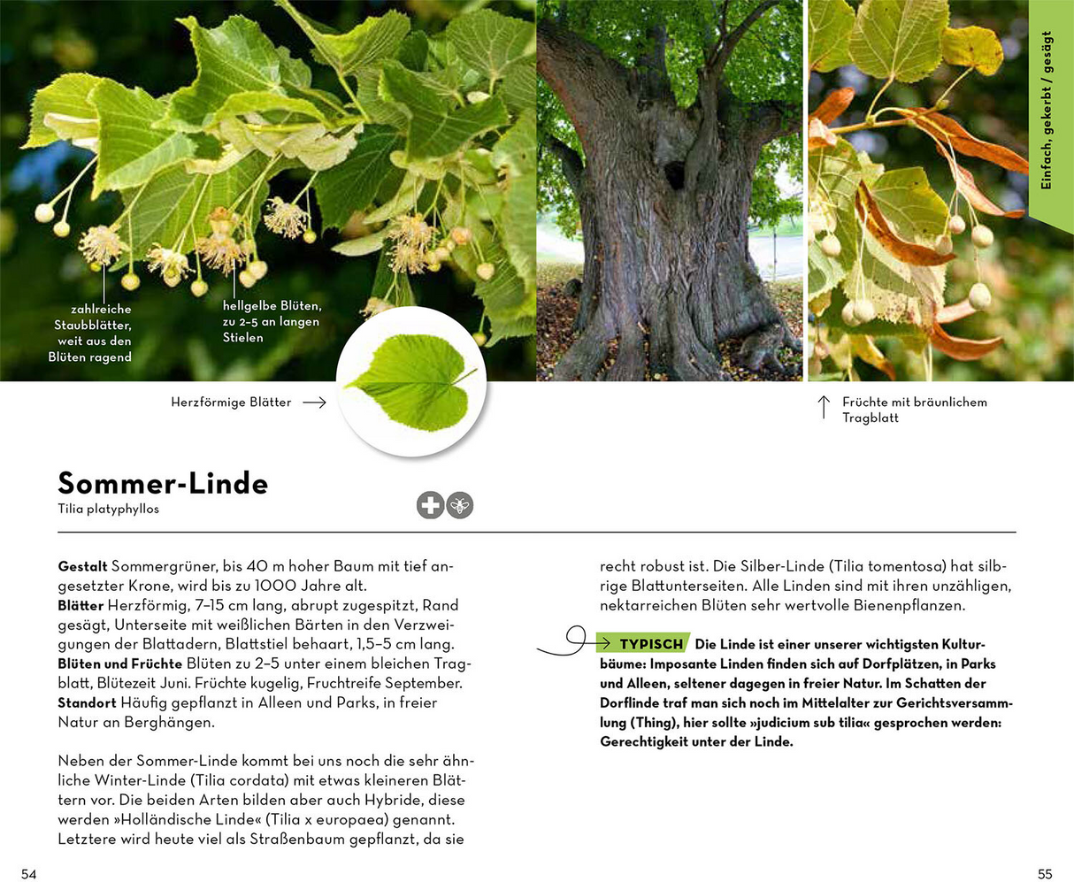 BASIC Bäume - Sommer-Linde