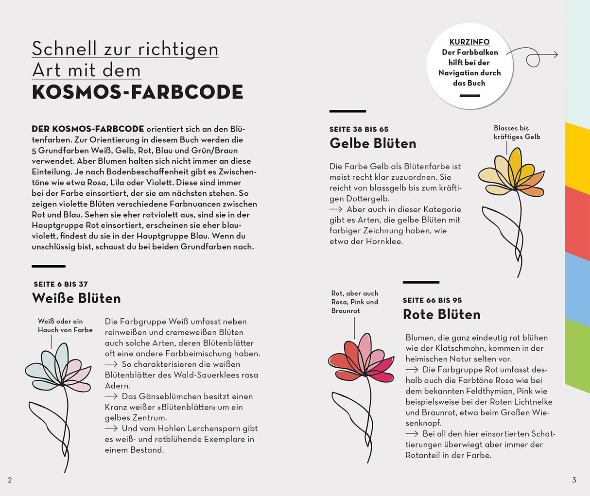 Basic Blumen Innenansicht