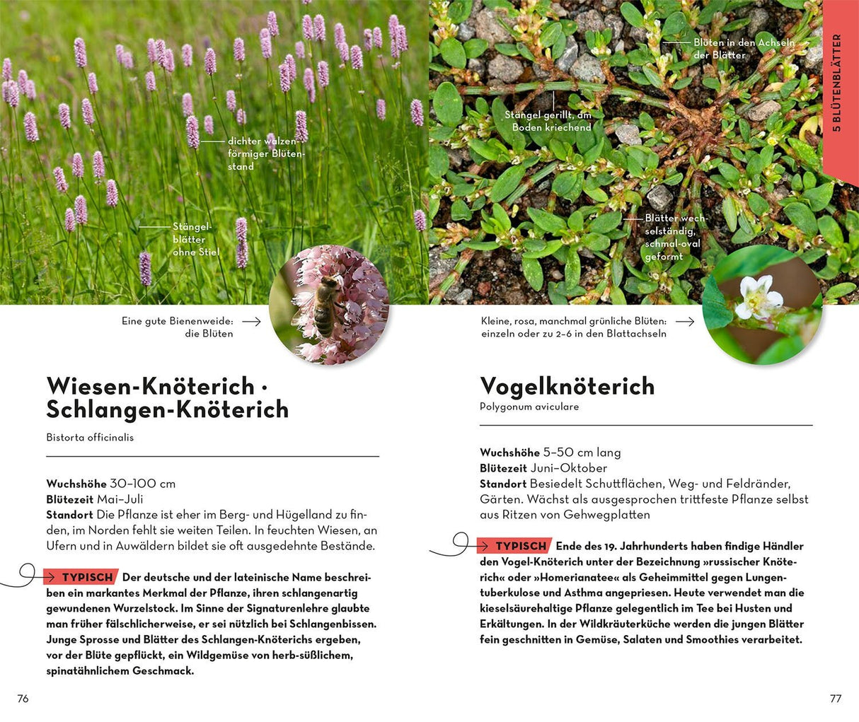 Wildblumen bestimmen Buch