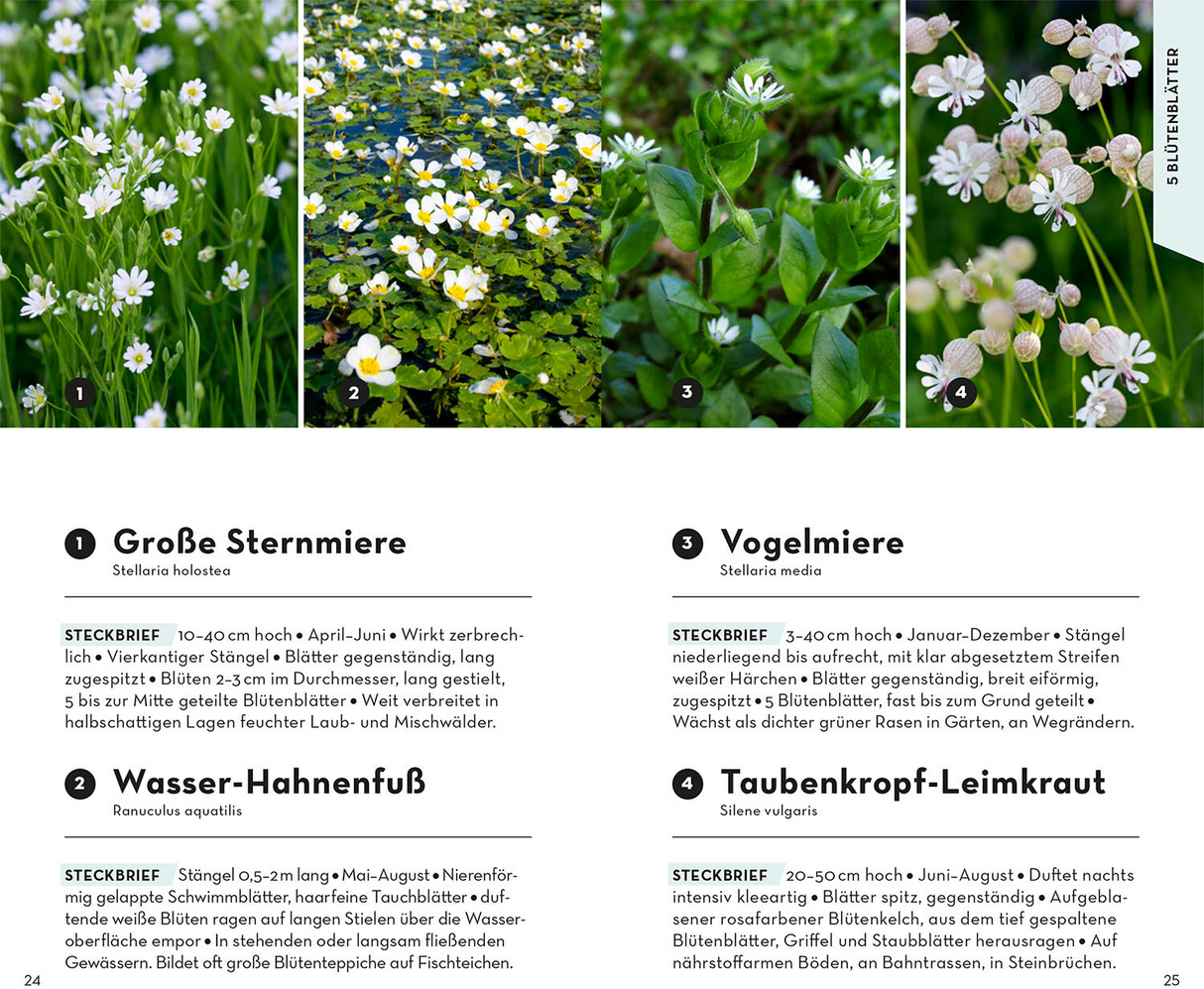 BASIC Blumen - 5 Blütenblätter