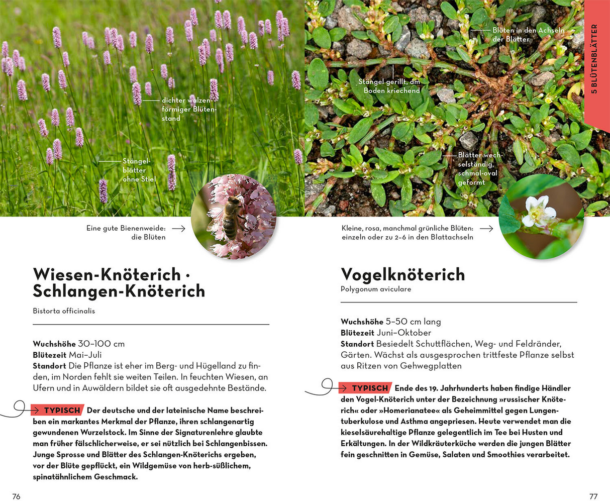 BASIC Blumen - 5 Blütenblätter