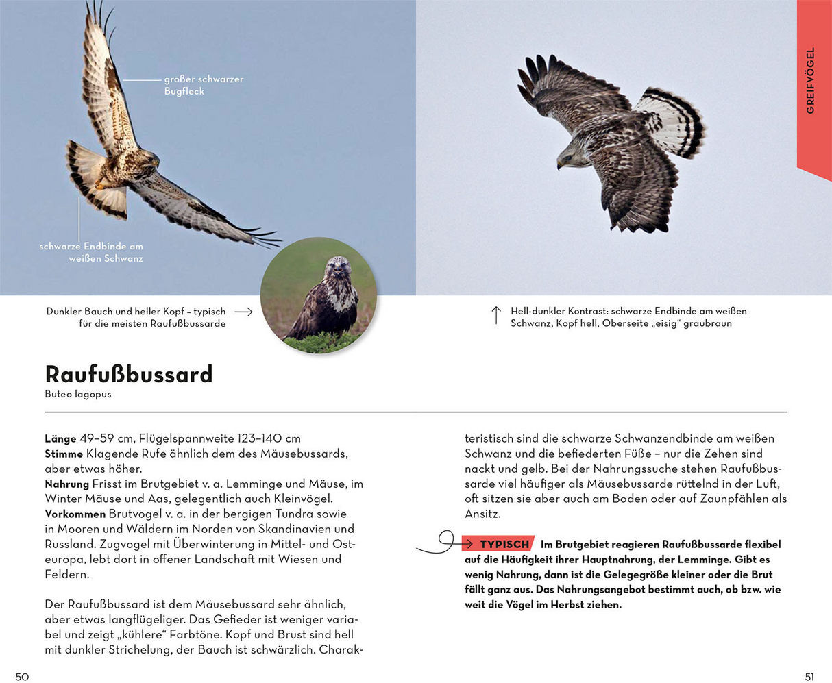 Basic Greifvögel und Eulen - Raufußbussard