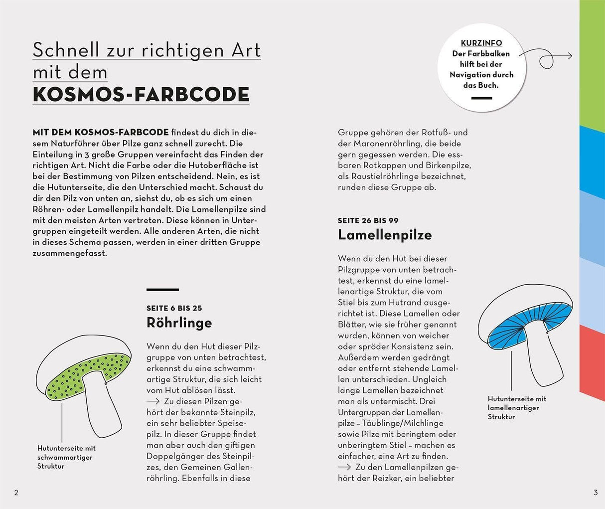 Basic Pilze Innenansicht