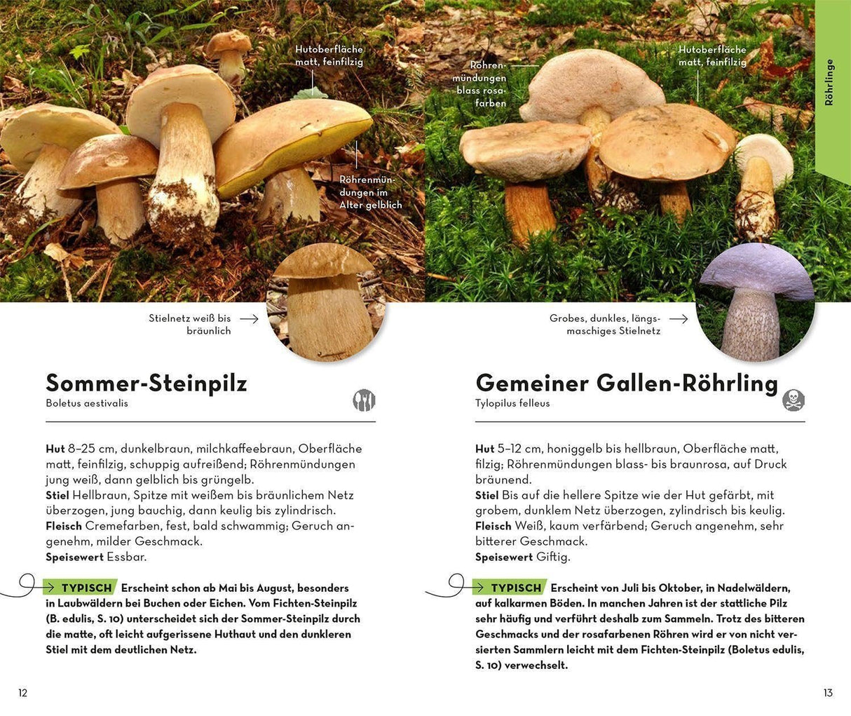 Basic Pilze Bestimmungsbuch