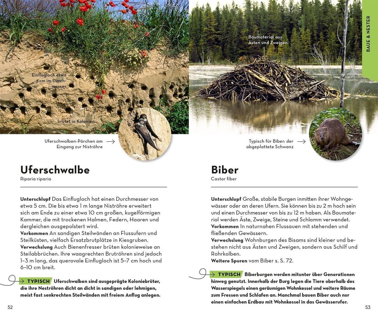 Basic Tierspuren Biber