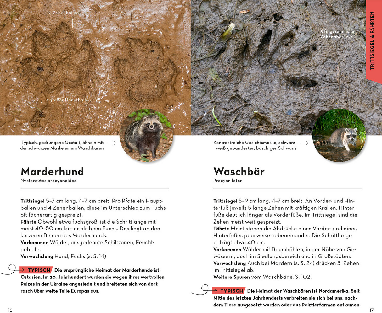Basic Tierspuren - Trittsiegel und Fährten