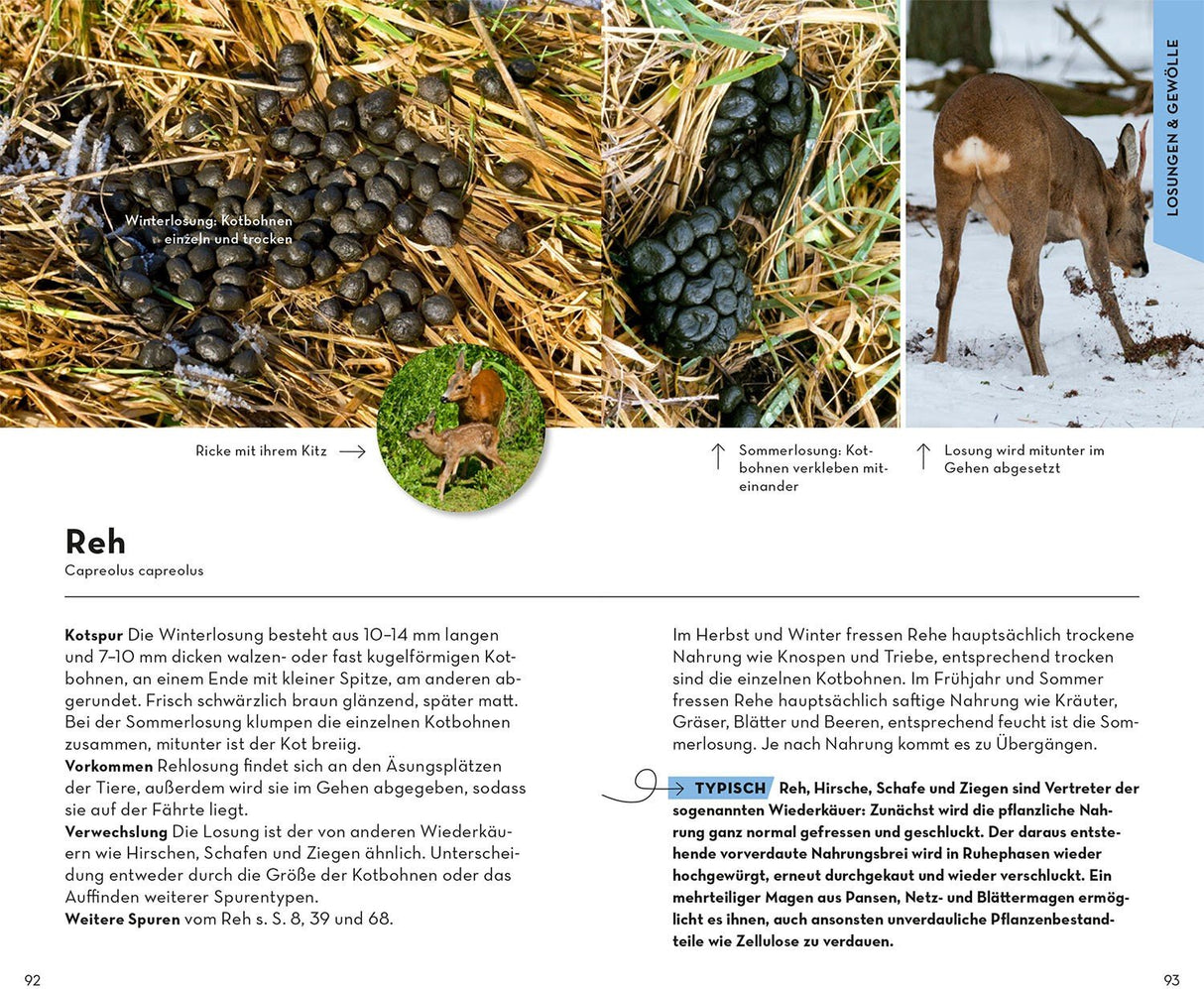 Basic Tierspuren Rehwild