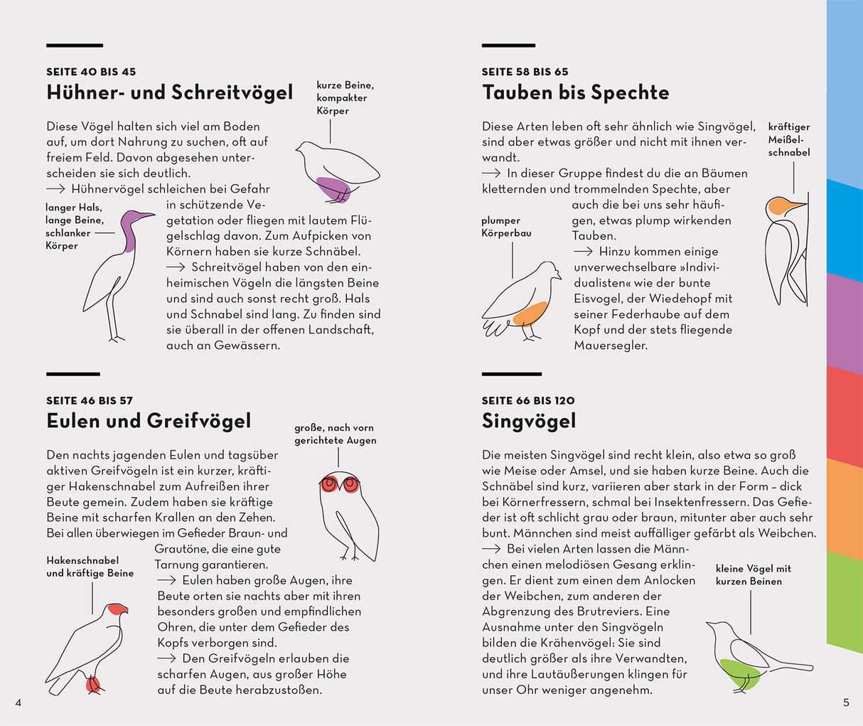 BASIC Vögel - Inhalt