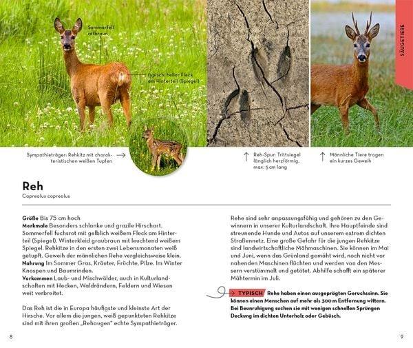 Bestimmungsbuch Wald