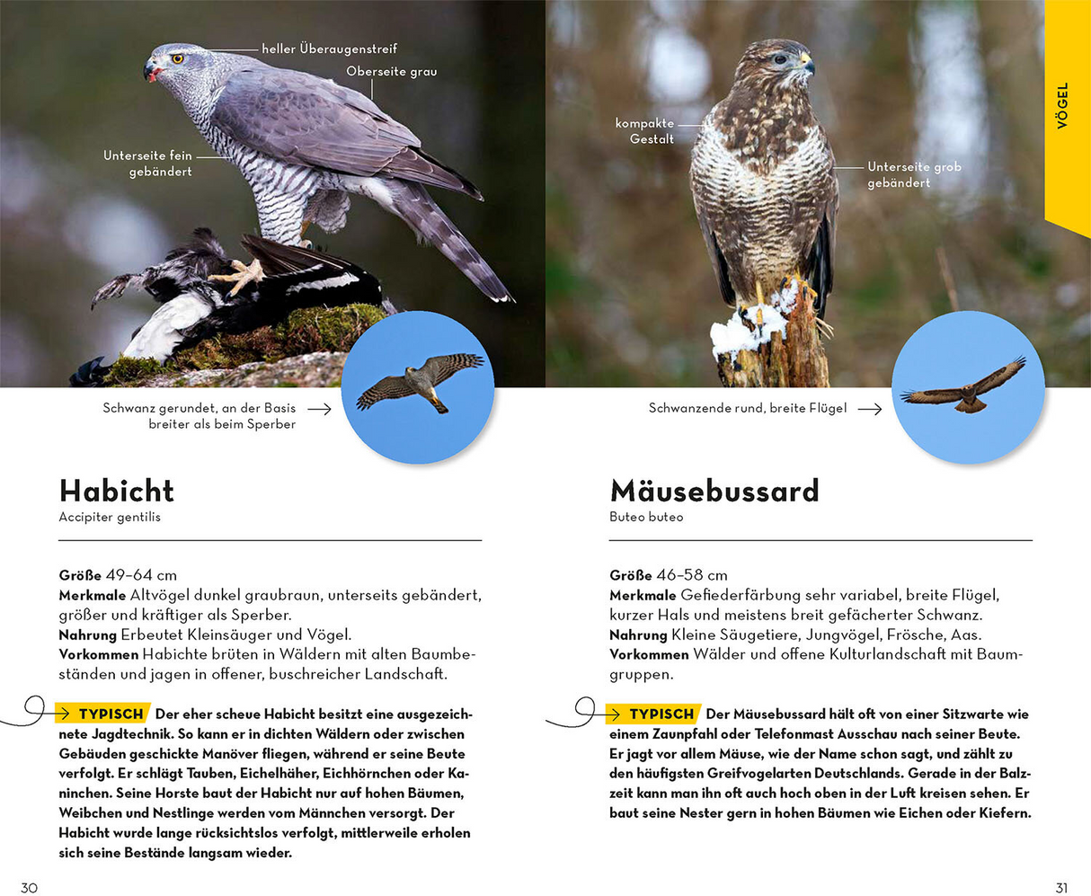 Basic Wald - Vögel