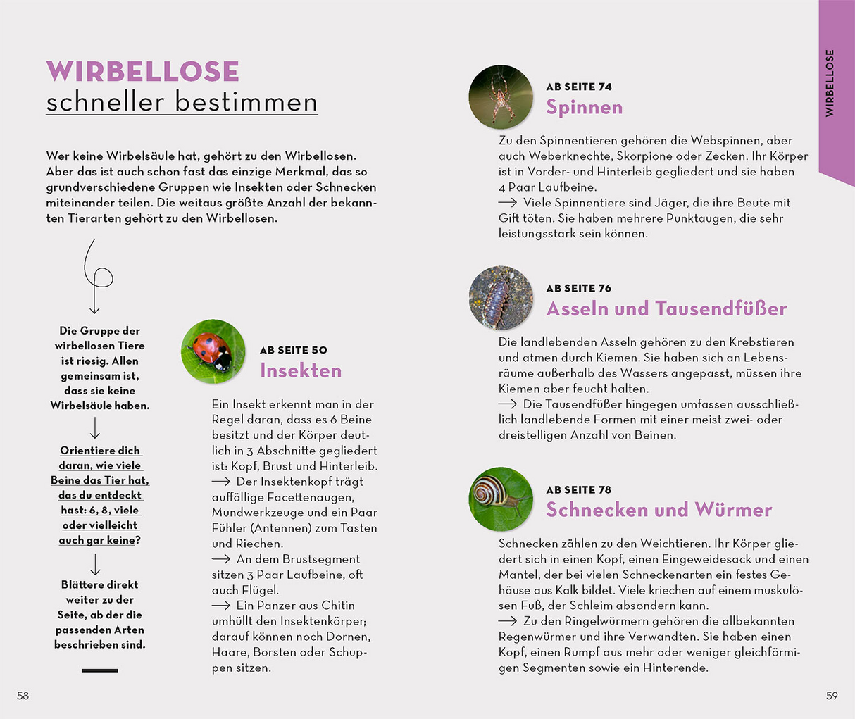 Basic Wald- Wirbellose