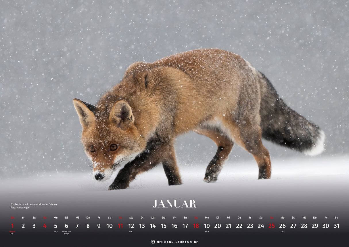 Bergjagd Kalender 2026 Fuchs im Schnee