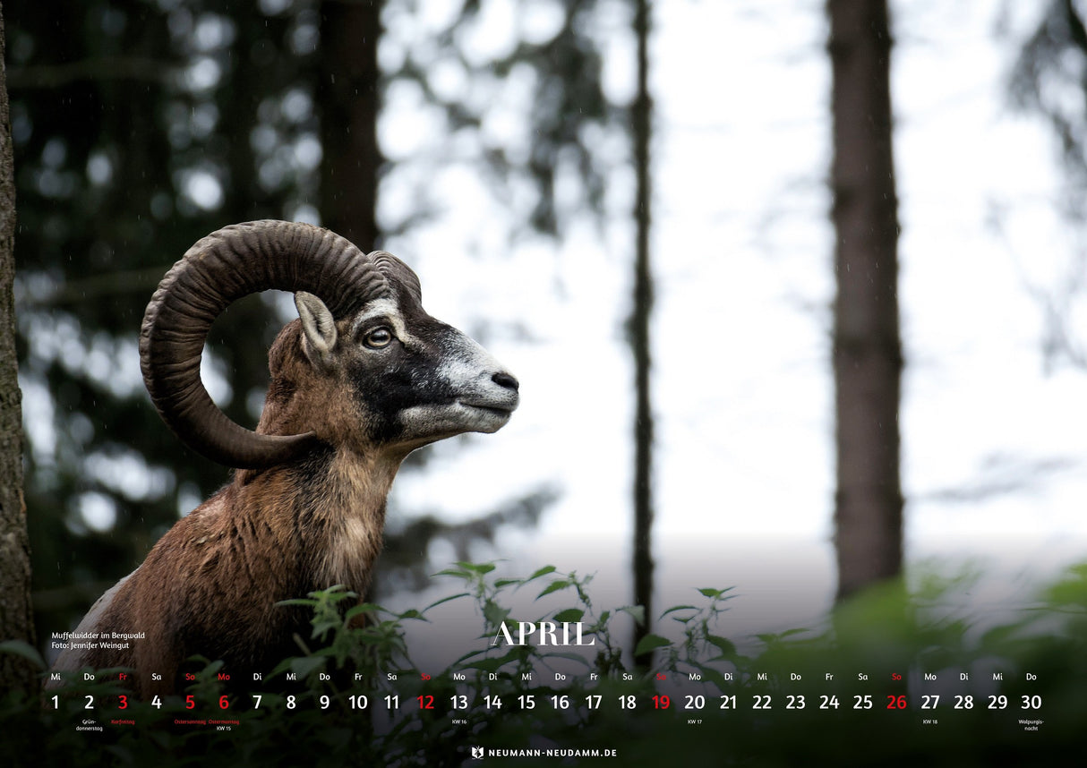 Bergjagd Kalender 2026 April
