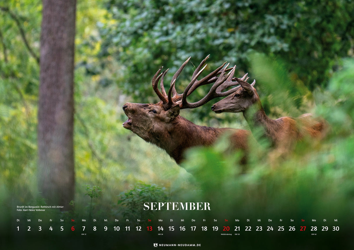 Bergjagd Kalender 2026 Hirsch im Wald