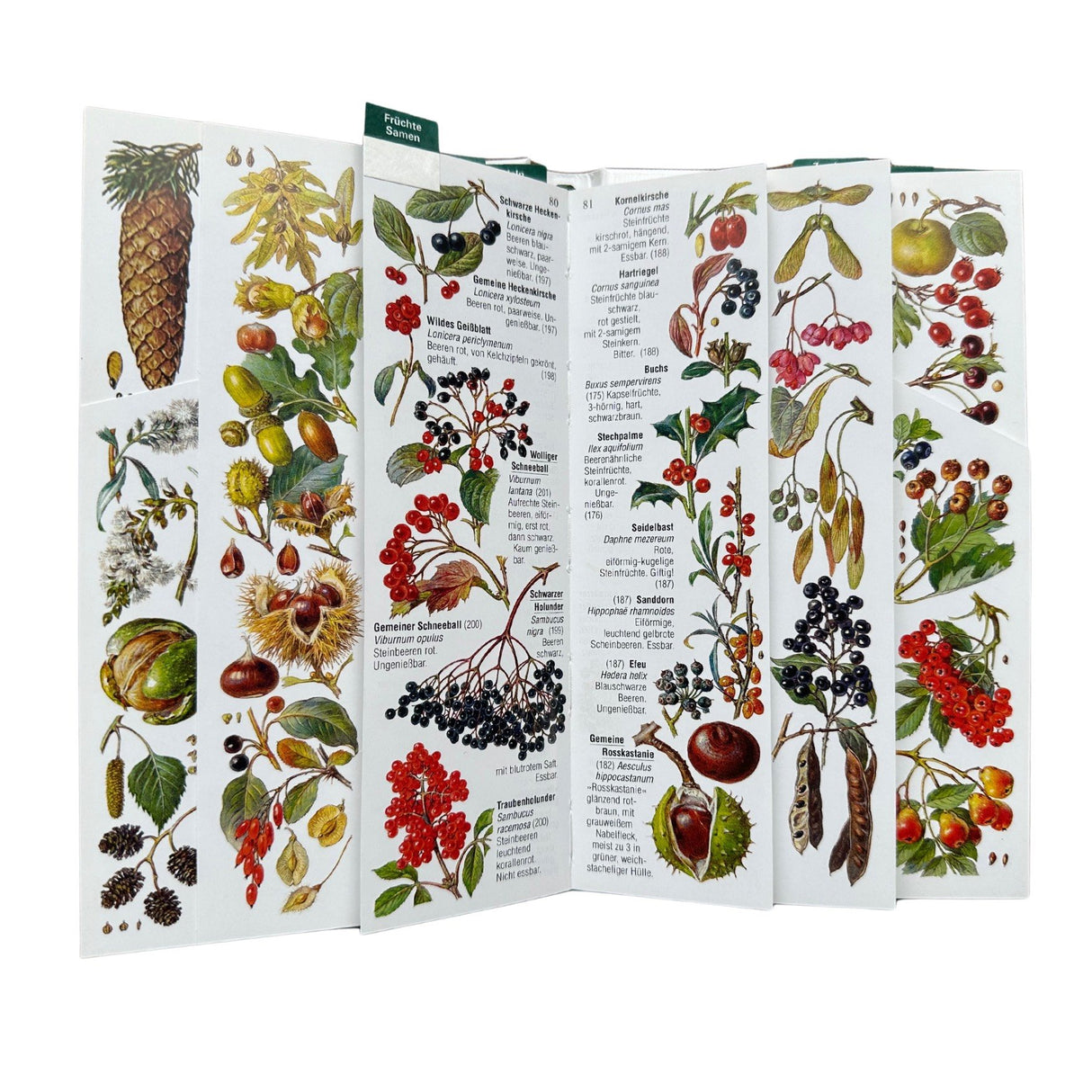 Bestimmungsbuch Baeume und Straeucher