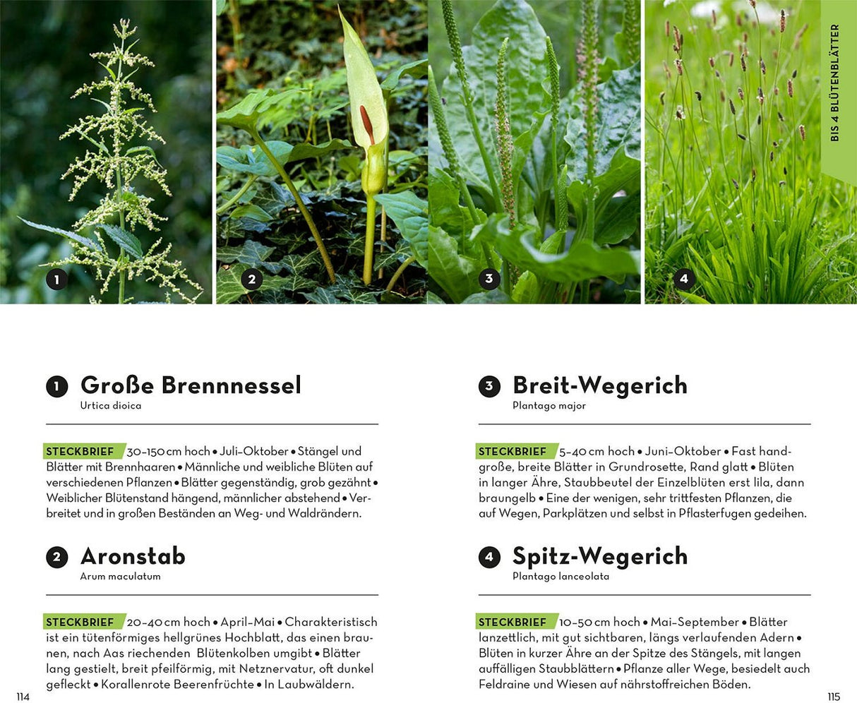 Brennessel Bestimmungsbuch