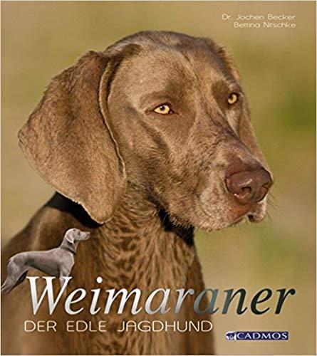 Weimaraner
