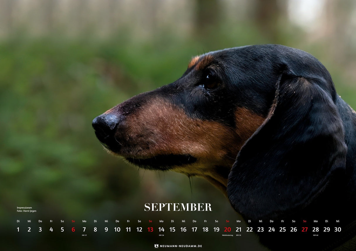 Dackel Kalender 2026