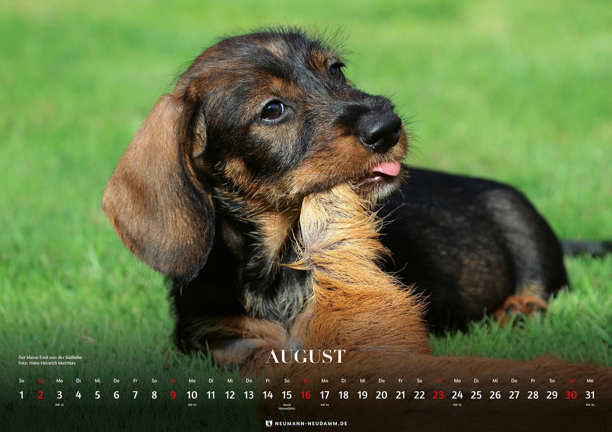 Kalender Dackel 2026