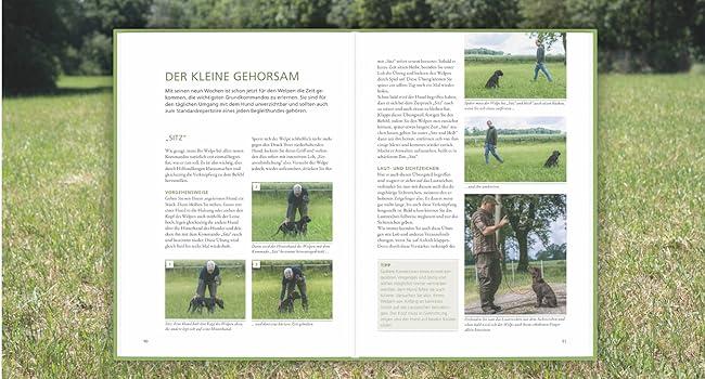 der jagdhundewelpe markmann