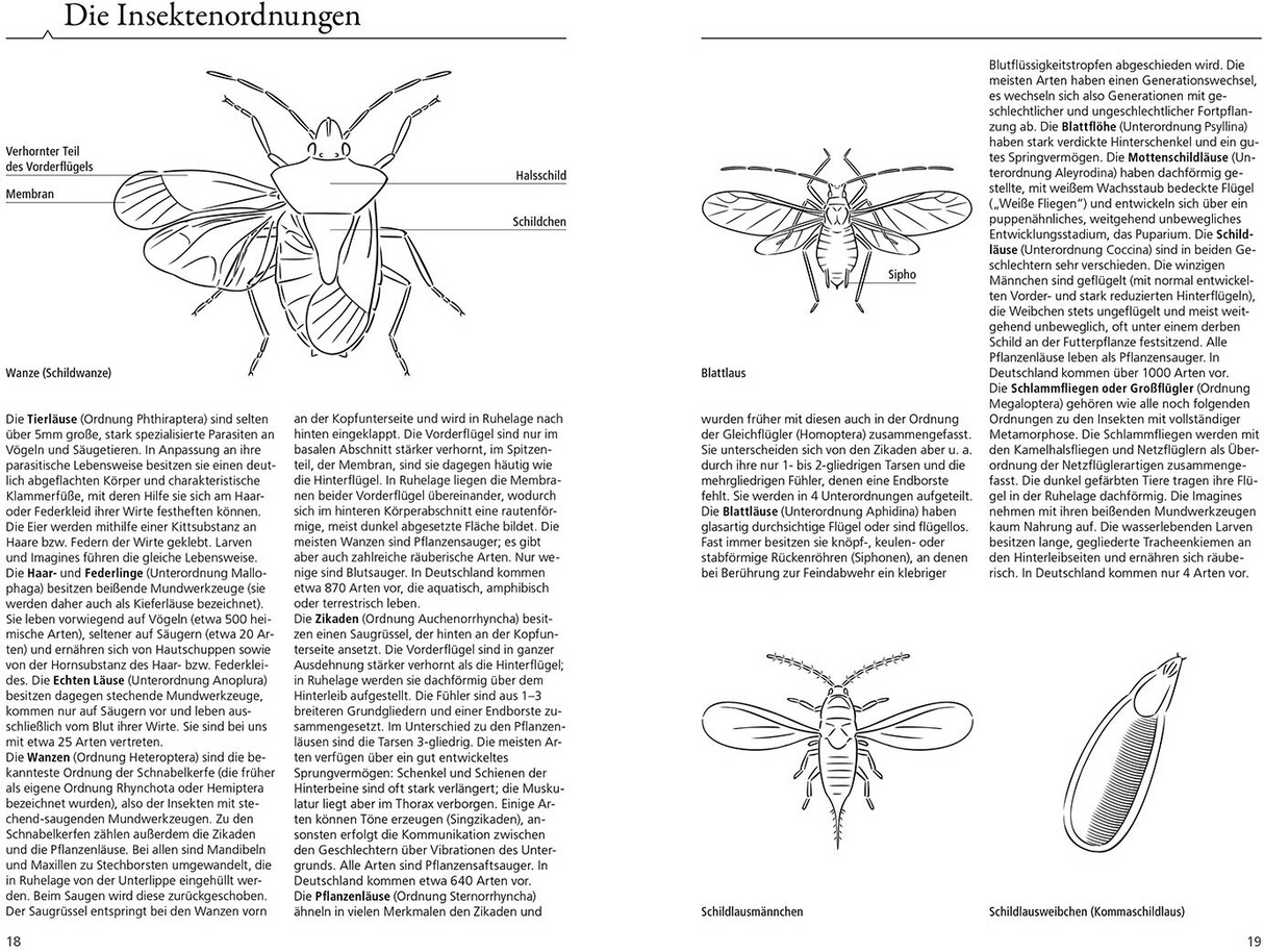 Der Kosmos Insektenführer - Insektenordnung