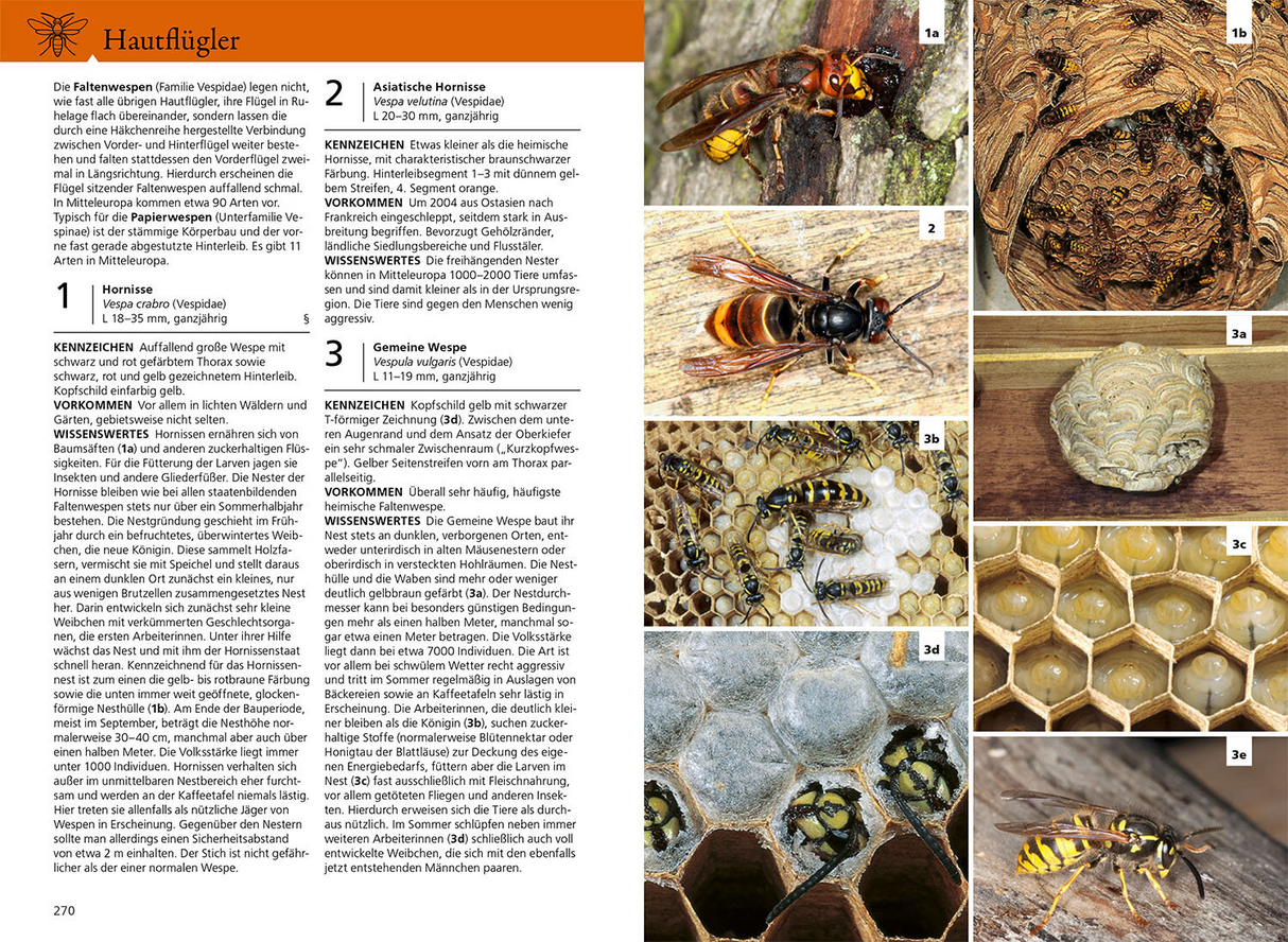 Der Kosmos Insektenführer - Hautflügler