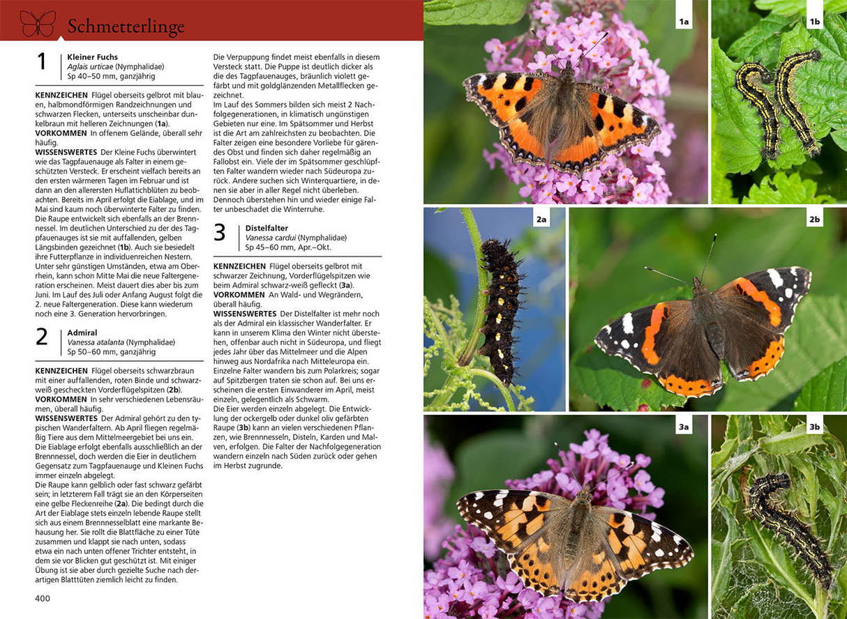 Der Kosmos Insektenführer - Schmetterlinge