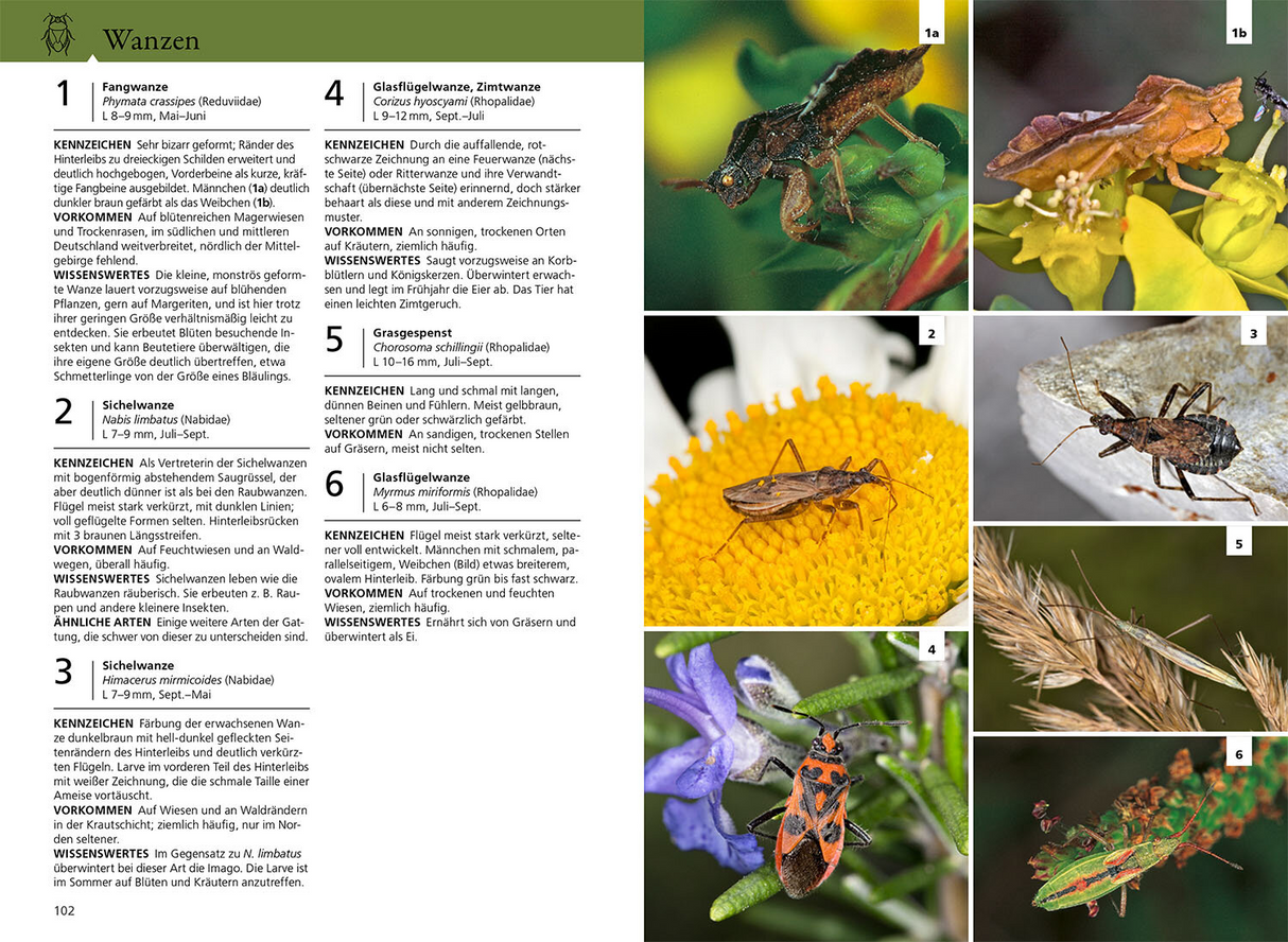 Der Kosmos Insektenführer - Wanzen