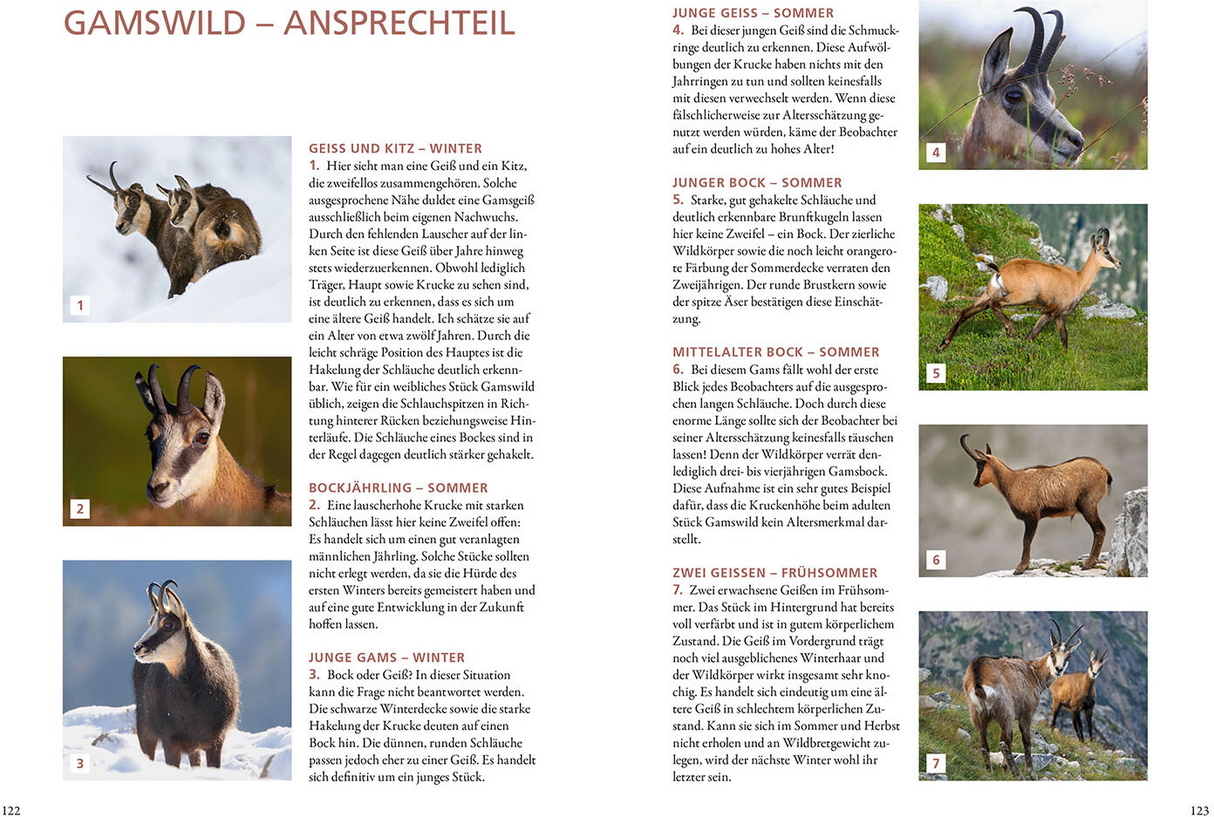 Die Altersansprache des Schalenwilds - Gamswild