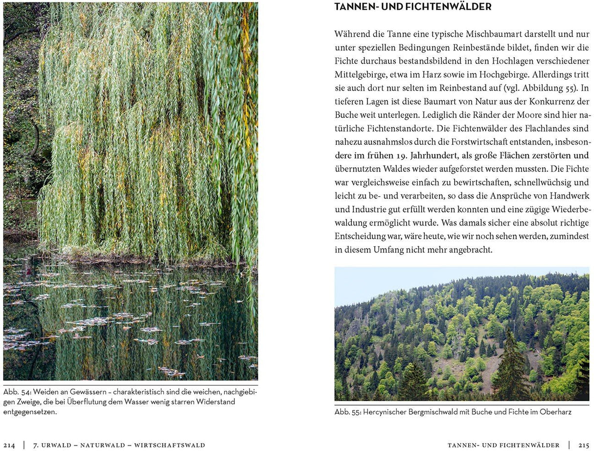 Die Sache mit dem Wald Innenansicht 4