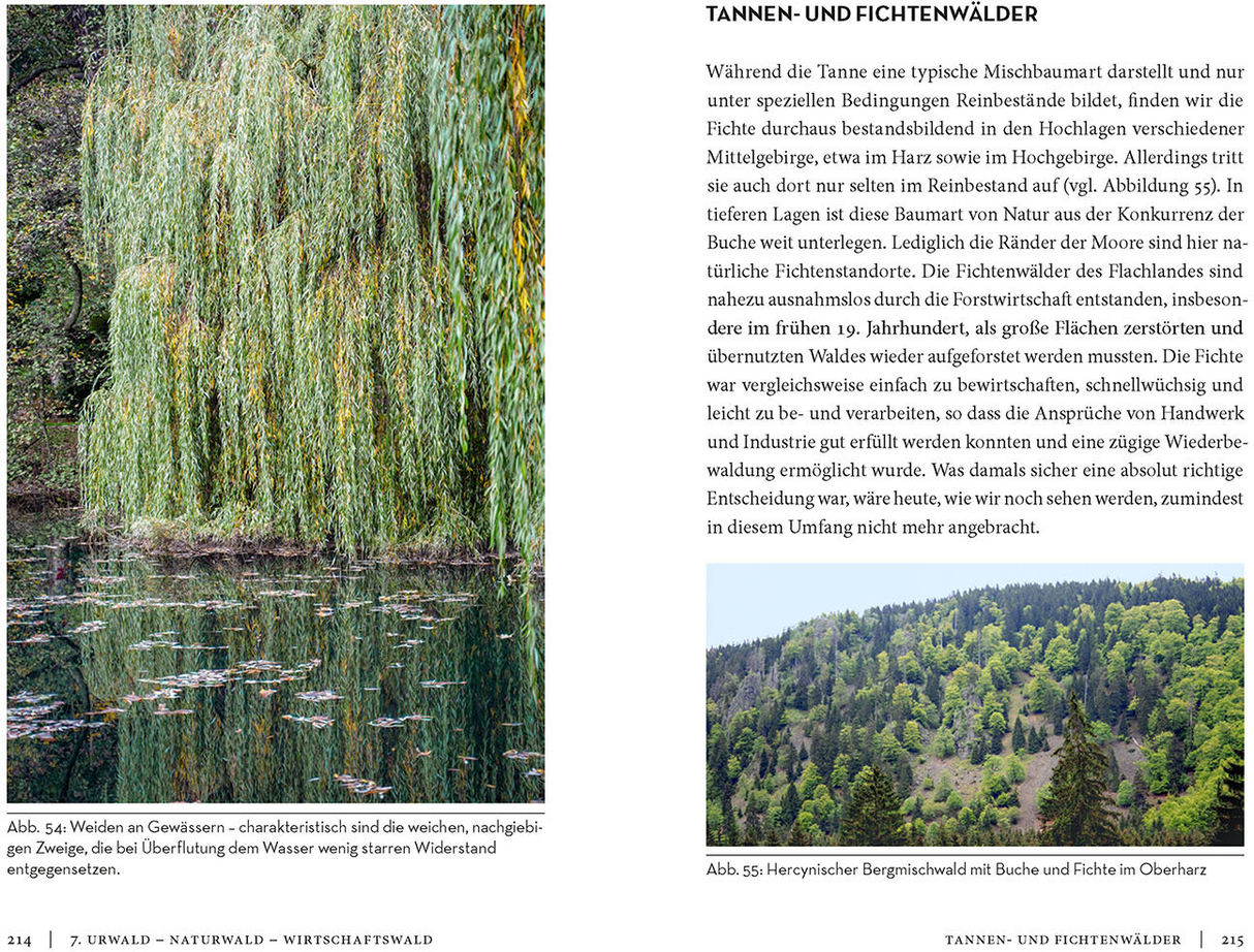 Die Sache mit dem Wald - Naturwald