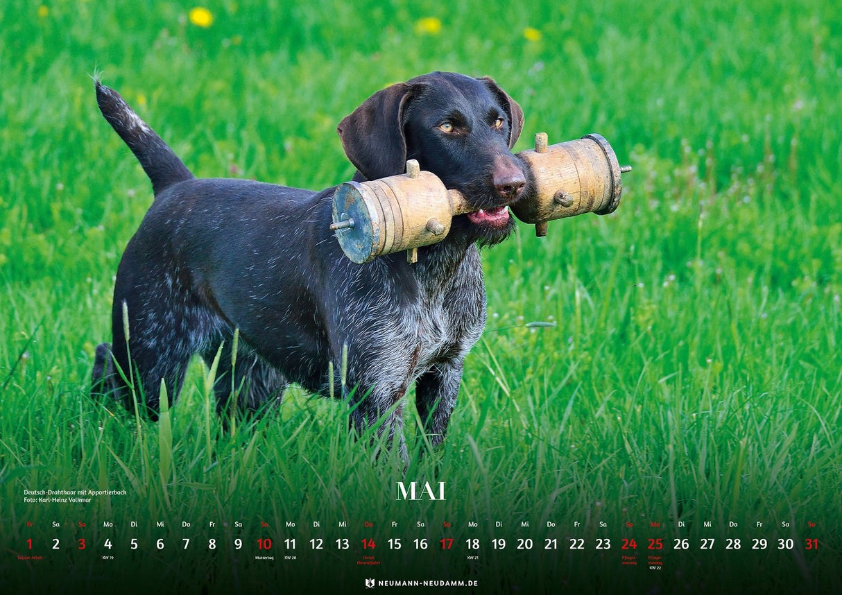 Kalender 2026 Deutsch Drahthaar