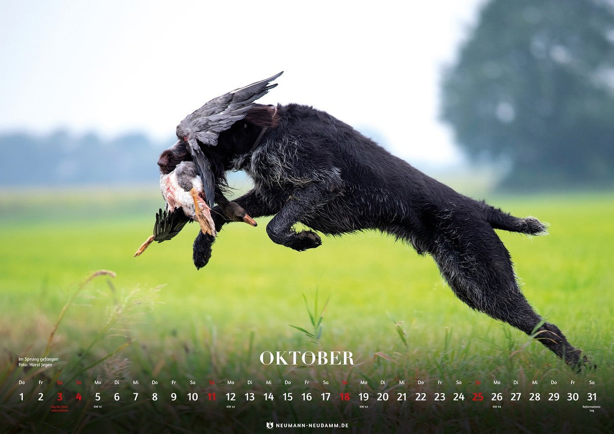 Dt. Drahthaar Kalender 2026