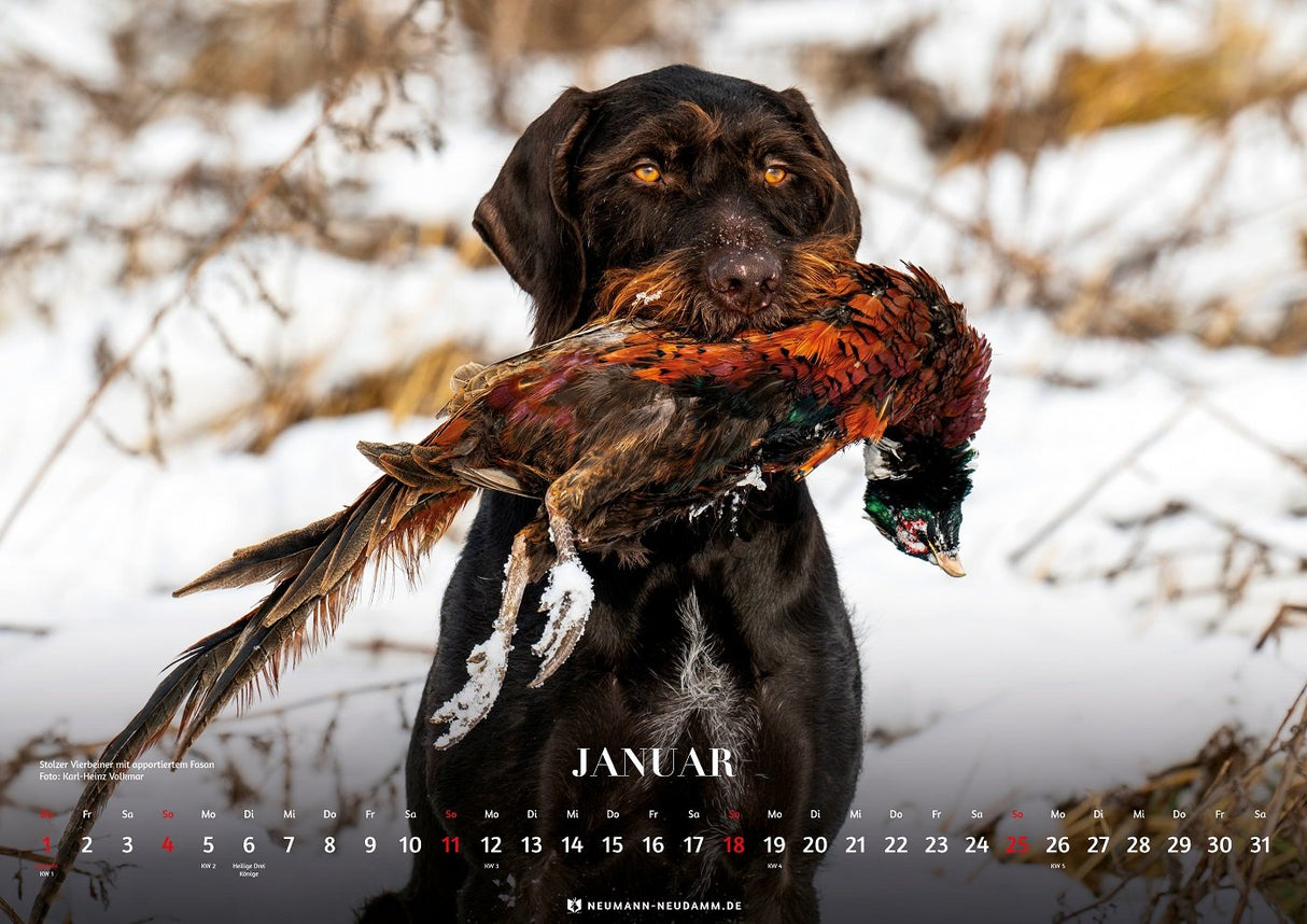 Kalender Deutsch Drahthaar 2026