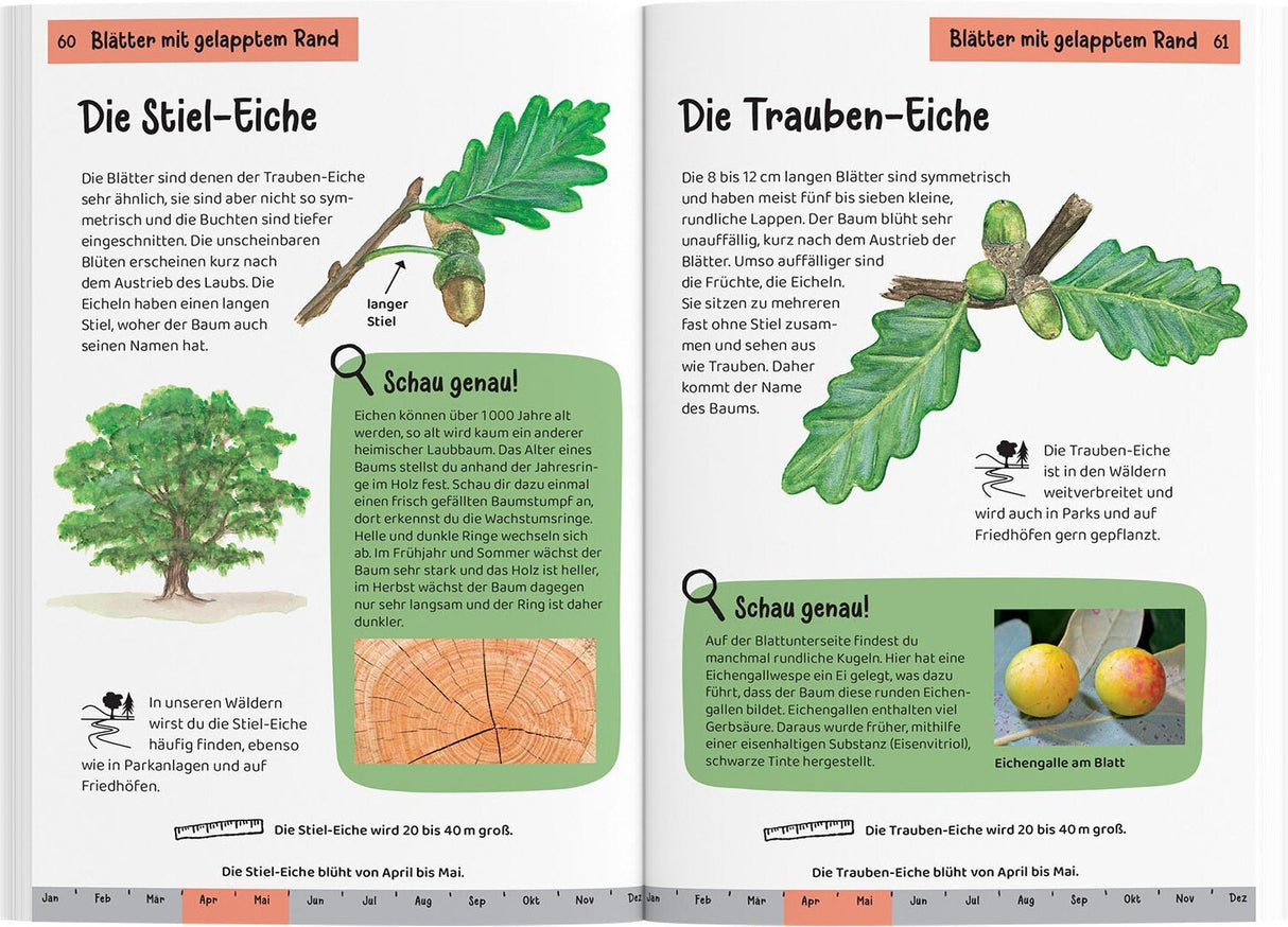 Eiche bestimmten mit Kindern